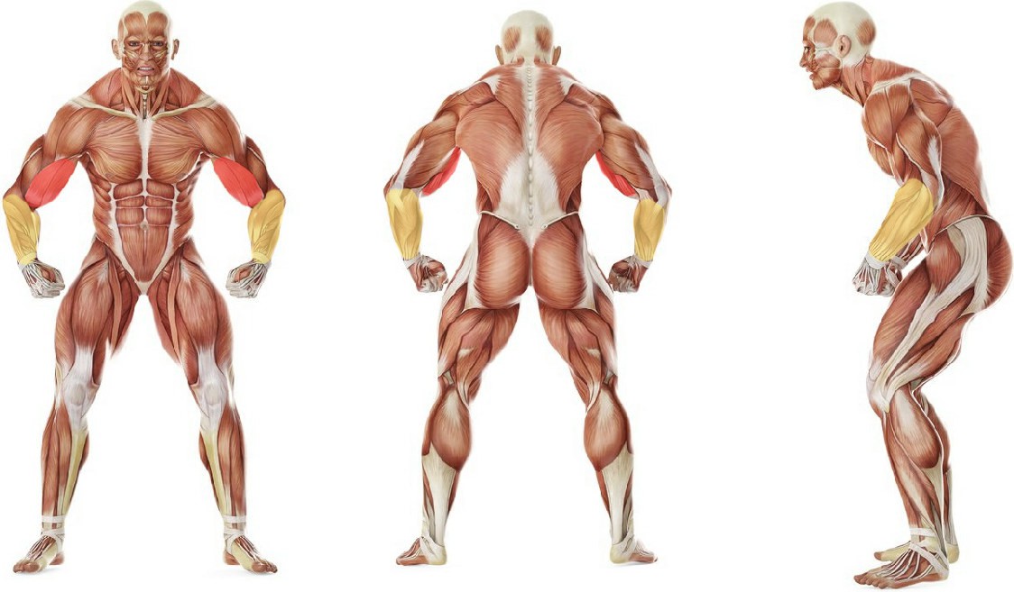 Какие мышцы работают в упражнении Подъем штанги на бицепс