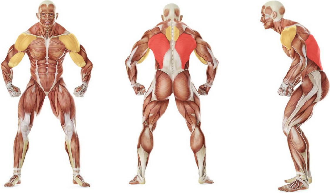 Какие мышцы работают в упражнении Тяга верхнего блока широким хватом