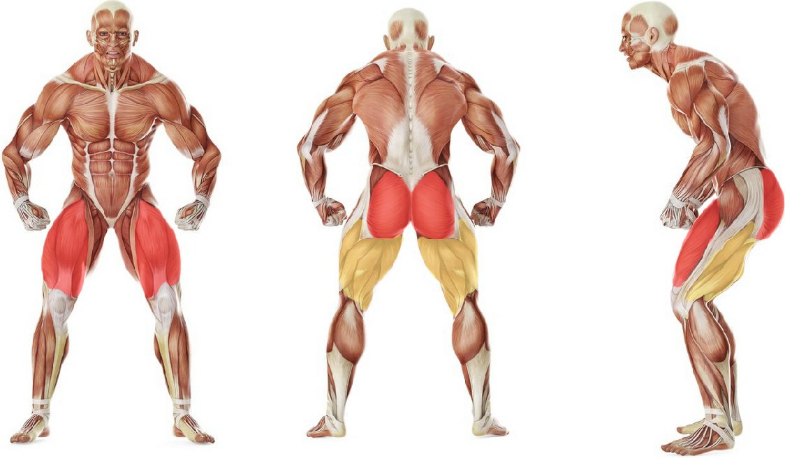 Какие мышцы работают в упражнении Приседания плие без веса
