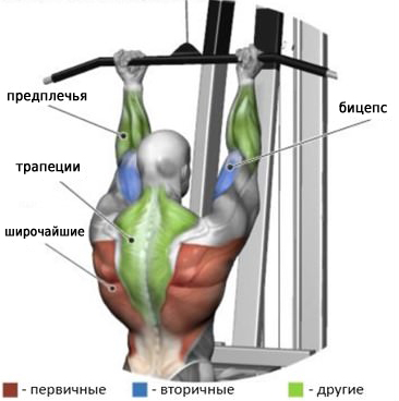 Тяга верхнего блока - какие мышцы работают