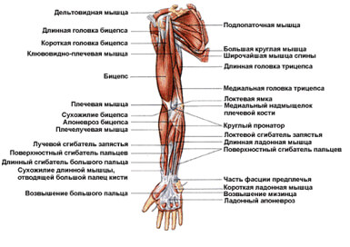 как накачать бицепс быстро гантелями