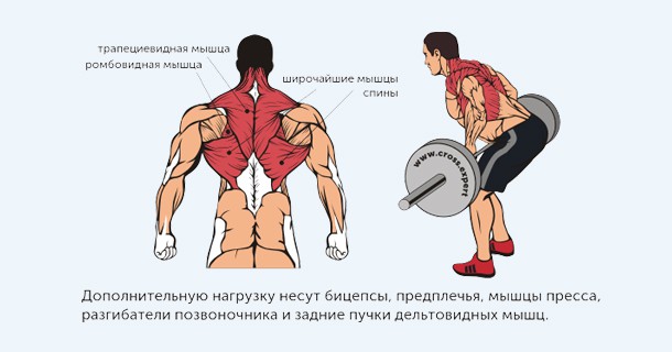 тяга штанги - какие мышцы работают
