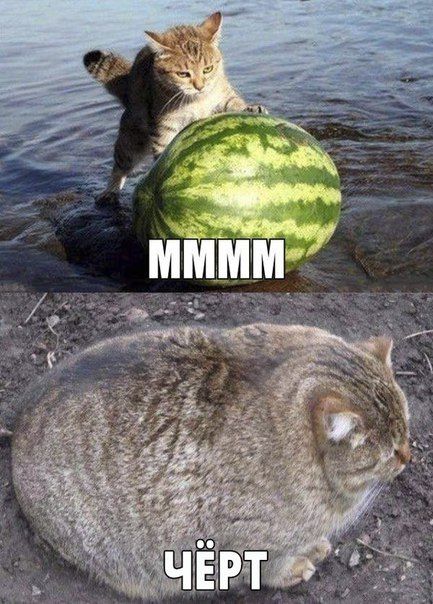 изображение: Кот против арбуза: - Мммм! Спустя время: Чёрт! #Котоматрицы