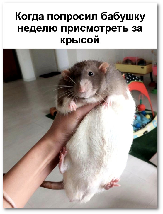 изображение: Когда попросил бабушку неделю присмотреть за крысой #Прикол