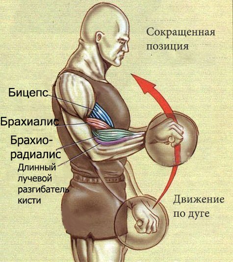 Плечелучевая мышца анатомия функции топ упражнений на брахиорадиалис