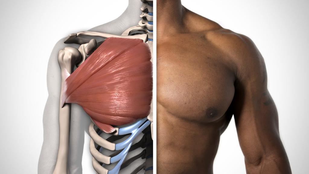 анатомия грудных мышц