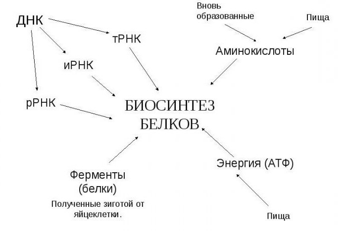 20 аминокислот входящих в состав белков 