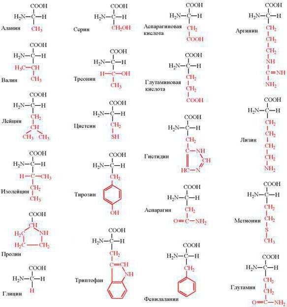  в каких продуктах содержатся аминокислоты 