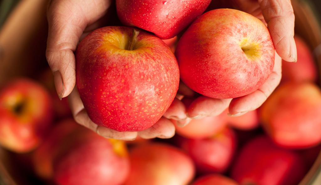 Яблочная диета отзывы хедующих