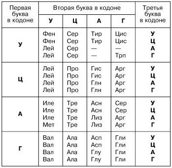 20 основных аминокислот