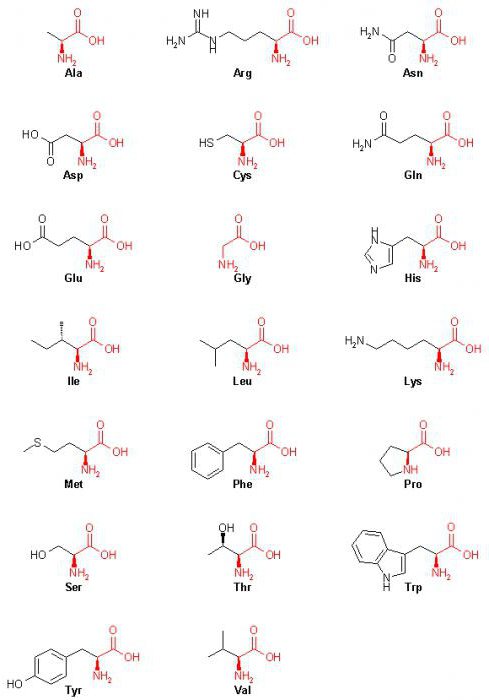20 аминокислот названия