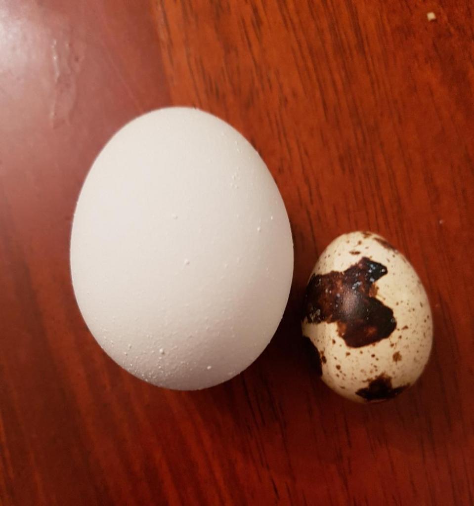 перепелиное и куриное яйцо