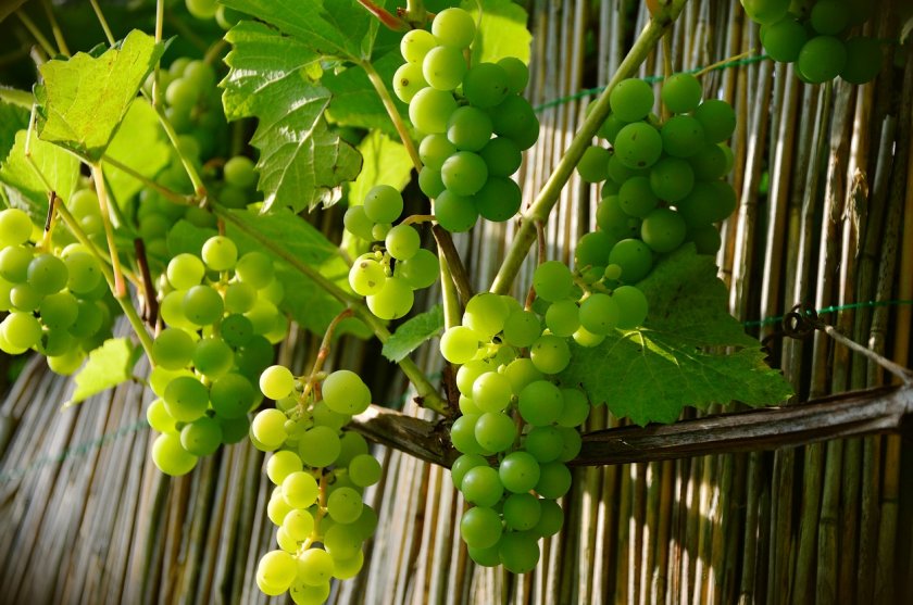 Зелёный виноград