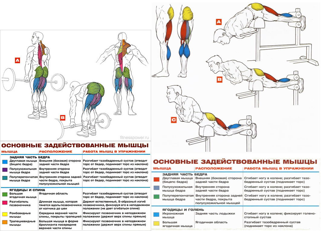 Тренировки на спину план