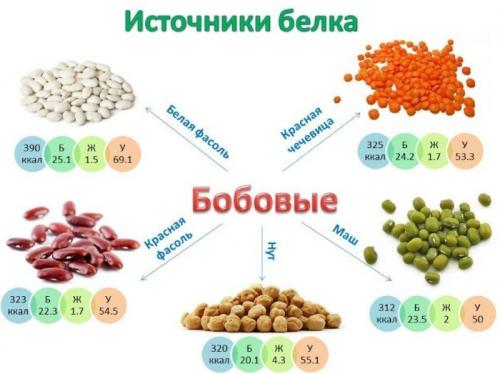 Какие продукты богаты белком. Какие продукты содержат белок в большом количестве  