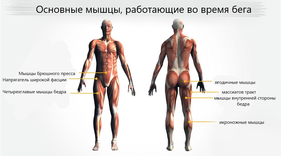 мышцы во время бега