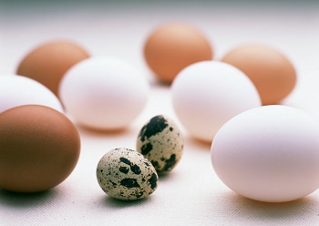 Польза перепелиных яиц и преимущества в сравнении с куриными