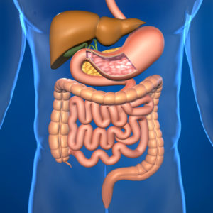 Человеческий кишечник и органы пищеварения
