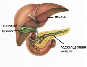 Желчный пузырь и поджелудочная железа