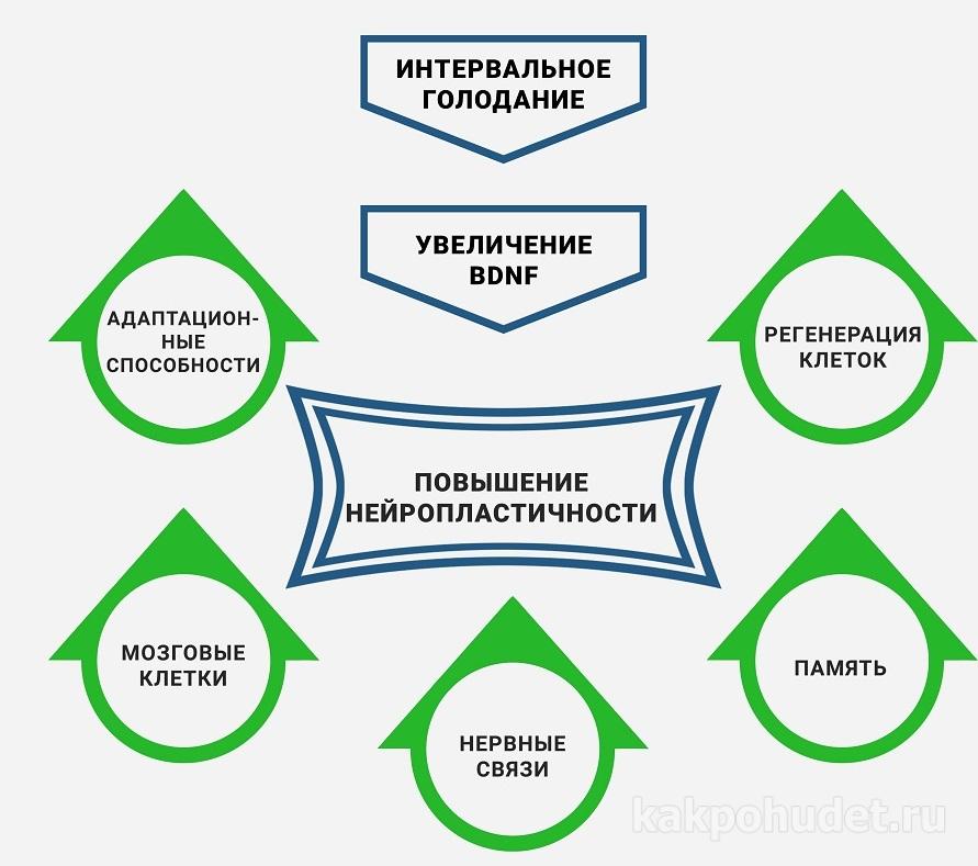 Что такое интервальное голодание схема и как работает для чайников