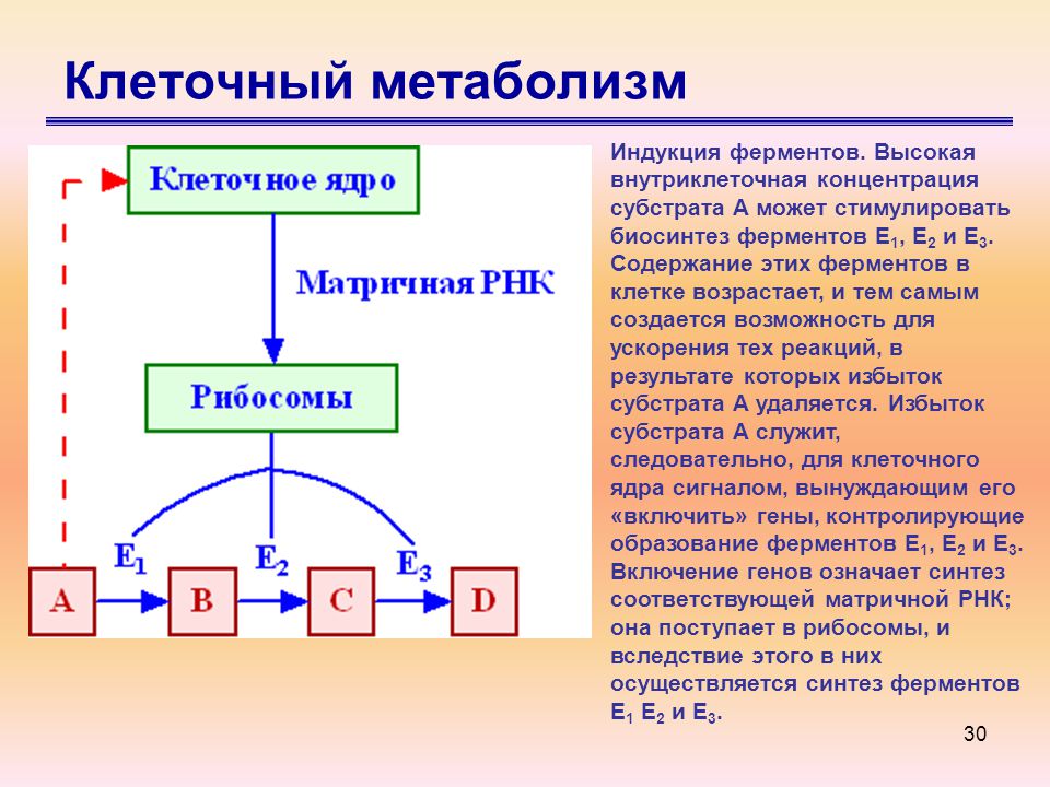 Что такое метаболизм в волосах