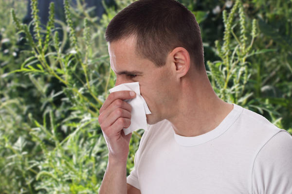 Аллергологи считают пыльцу амброзии одним из самых агрессивных аллергенов