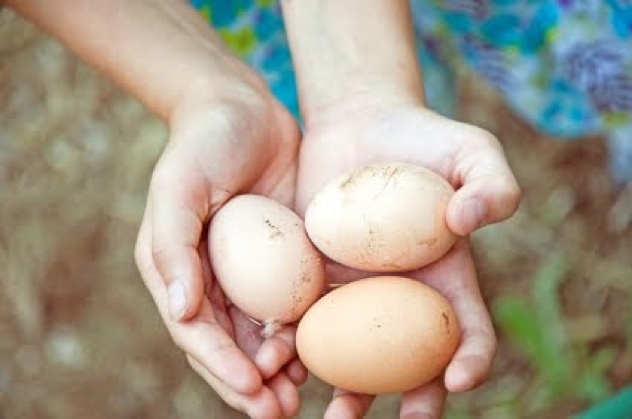 Истории о пище - полезность куриных яиц