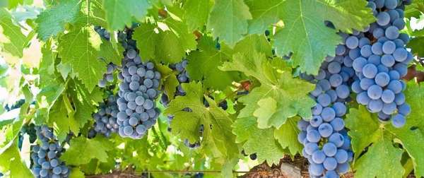 Плюсы и минусы диеты на винограде Фото
