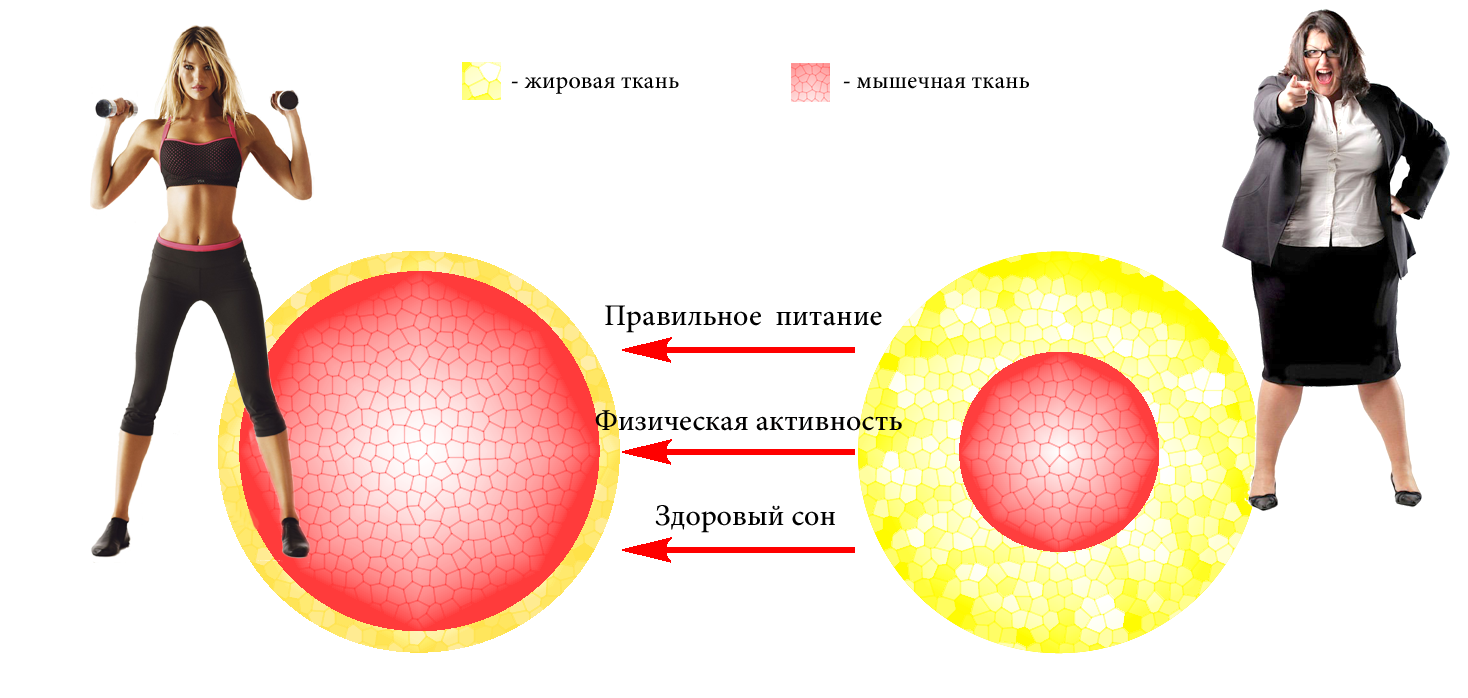 Нарушение обмена веществ картинки