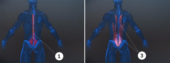 Мышцы низа спины