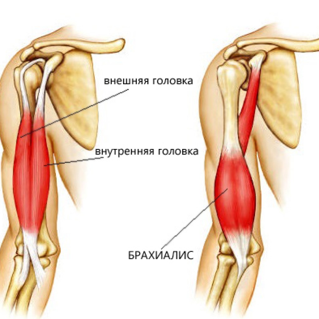 Бицепс плеча анатомия мышцы