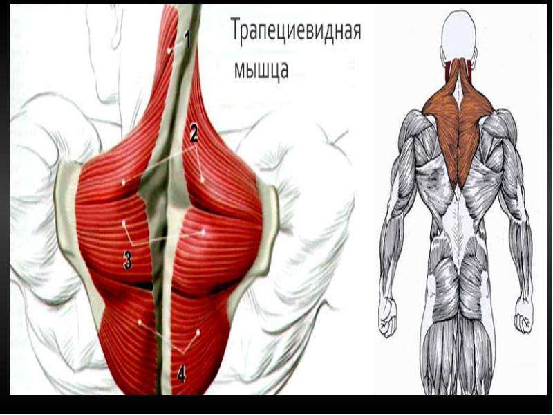 Мышцы выше. Трапециевидная мышца. Мышцы антагонисты трапециевидной мышцы. Трапециевидная мышца спины функции. Нижние пучки трапециевидной мышцы.