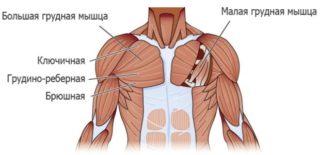 Эффективные упражнения для увеличения грудных мышц для мужчин
