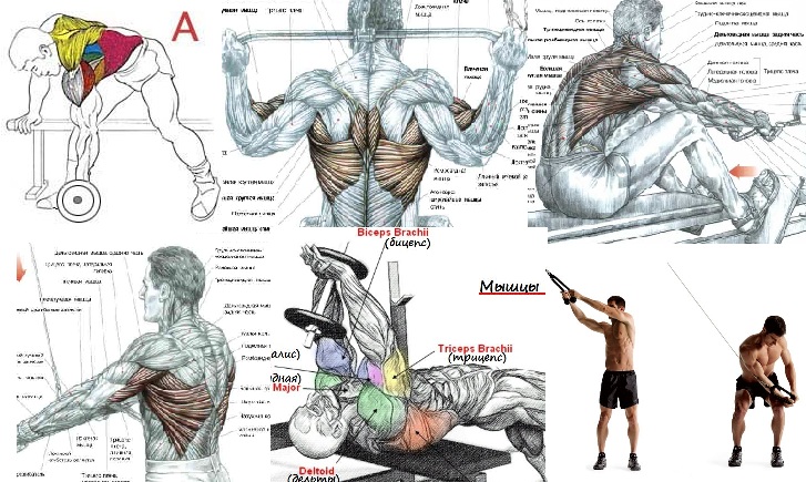 Прокачка спины в тренажерном зале для мужчин на рельеф с картинками