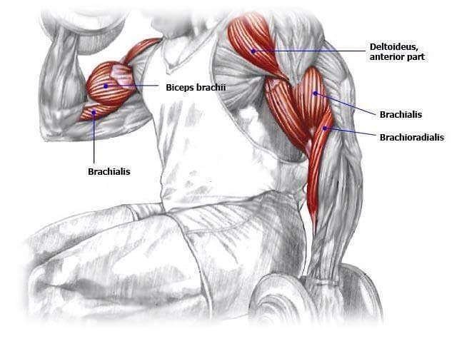 На рисунке изображены бицепс 1 и трицепс 2