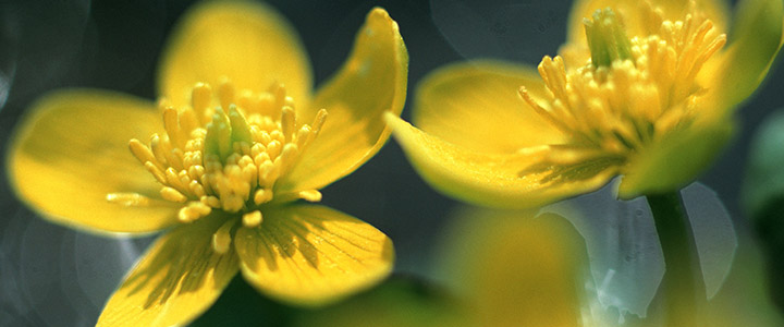 Аллергия на цветение березы
