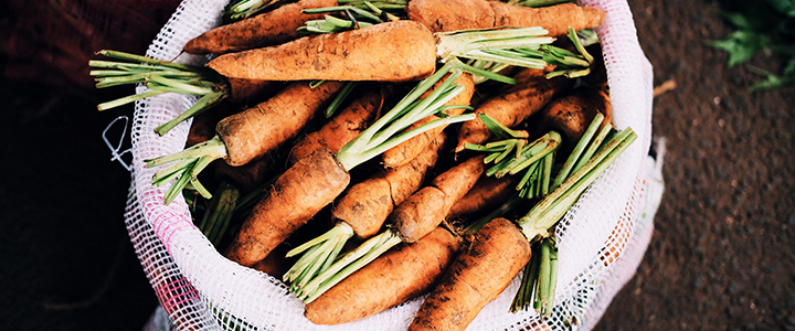 Польза моркови для организма
