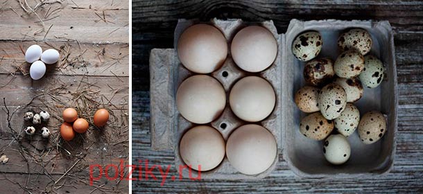 Что полезней куриные или перепелиные яйца