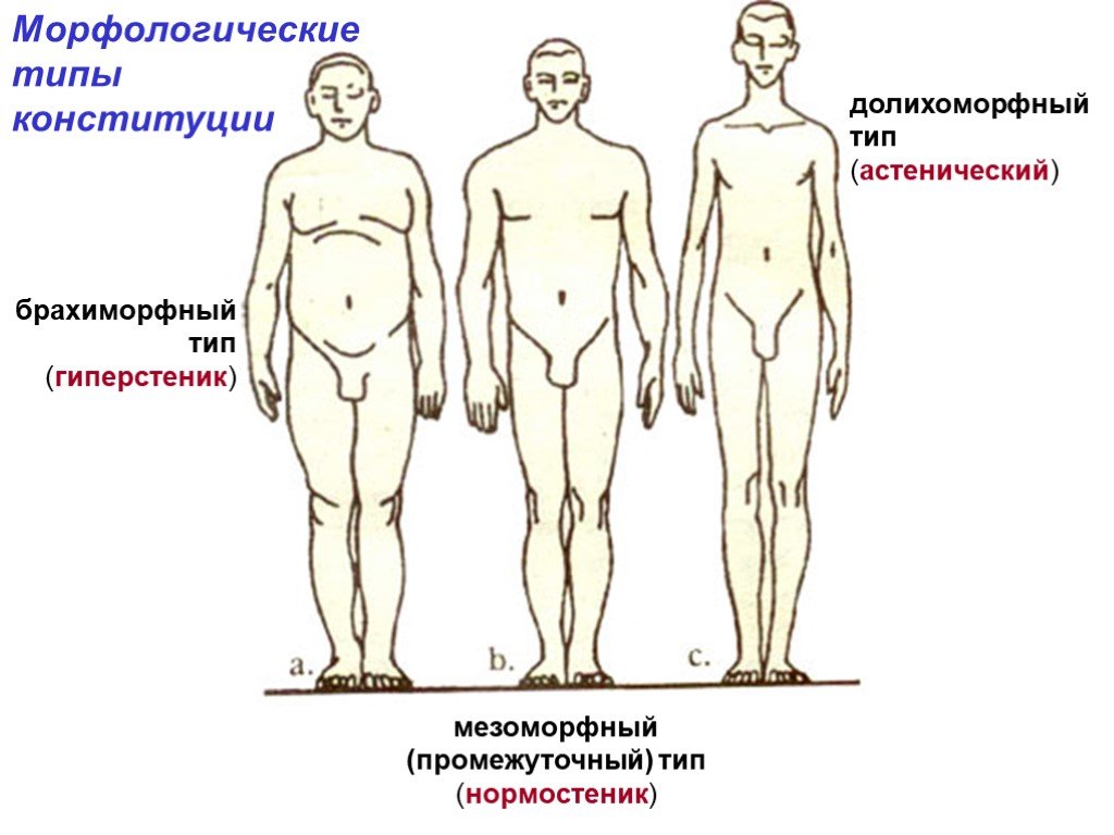 Для описания женских типов телосложения наиболее приемлема схема