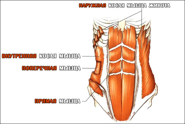 Анатомия мышц живота наглядно