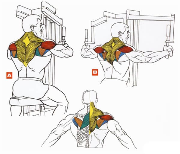 Техника выполнения упражнения на плечи (дельты): обратные разведения в тренажере бабочка