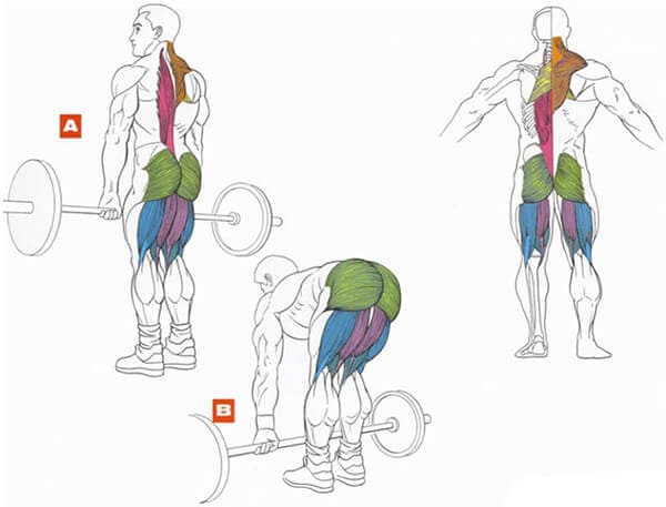 Техника выполнения упражнения для мышц ног и спины: становая тяга на прямых ногах