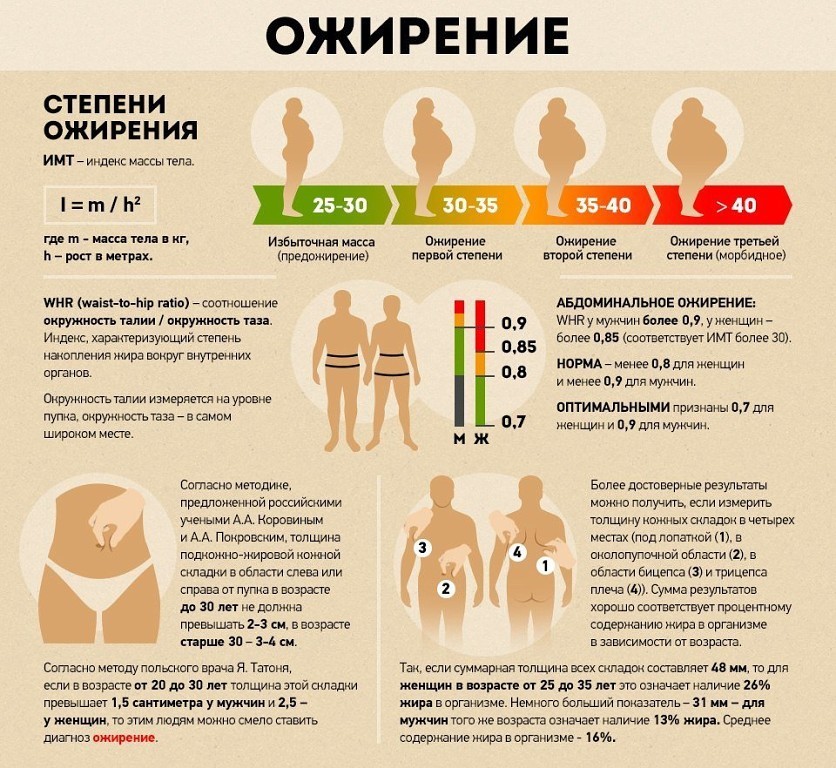 Измерение степени ожирения вокруг внутренних органах