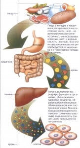 Нарушения обмена веществ 