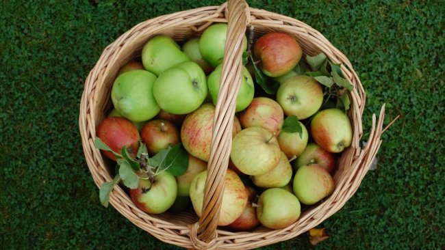 Польза яблок для организма человека