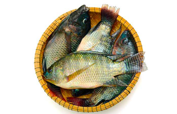 рыба тилапия фото и описание