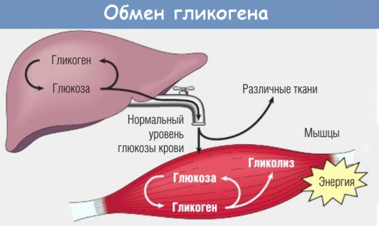 Обмен гликогена