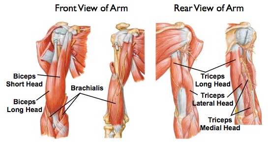 Biceps brachii мышца