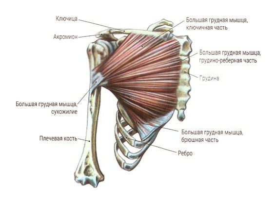 грудная мышца