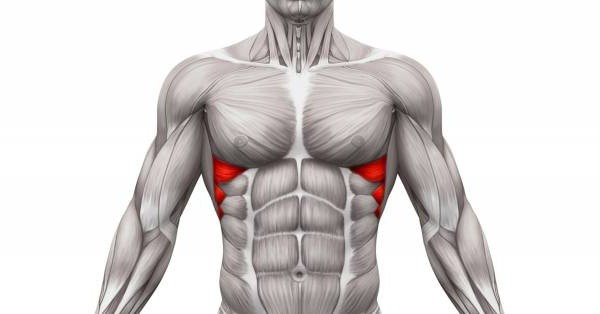 нижняя грудная мышца